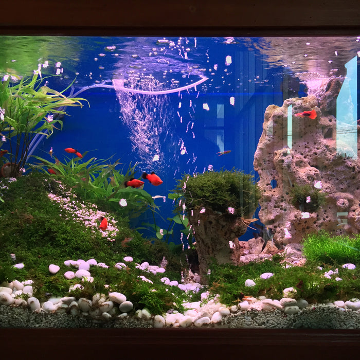 Innovation in Adhesive Technology: How CA Glues Are Revolutionizing Aquascaping